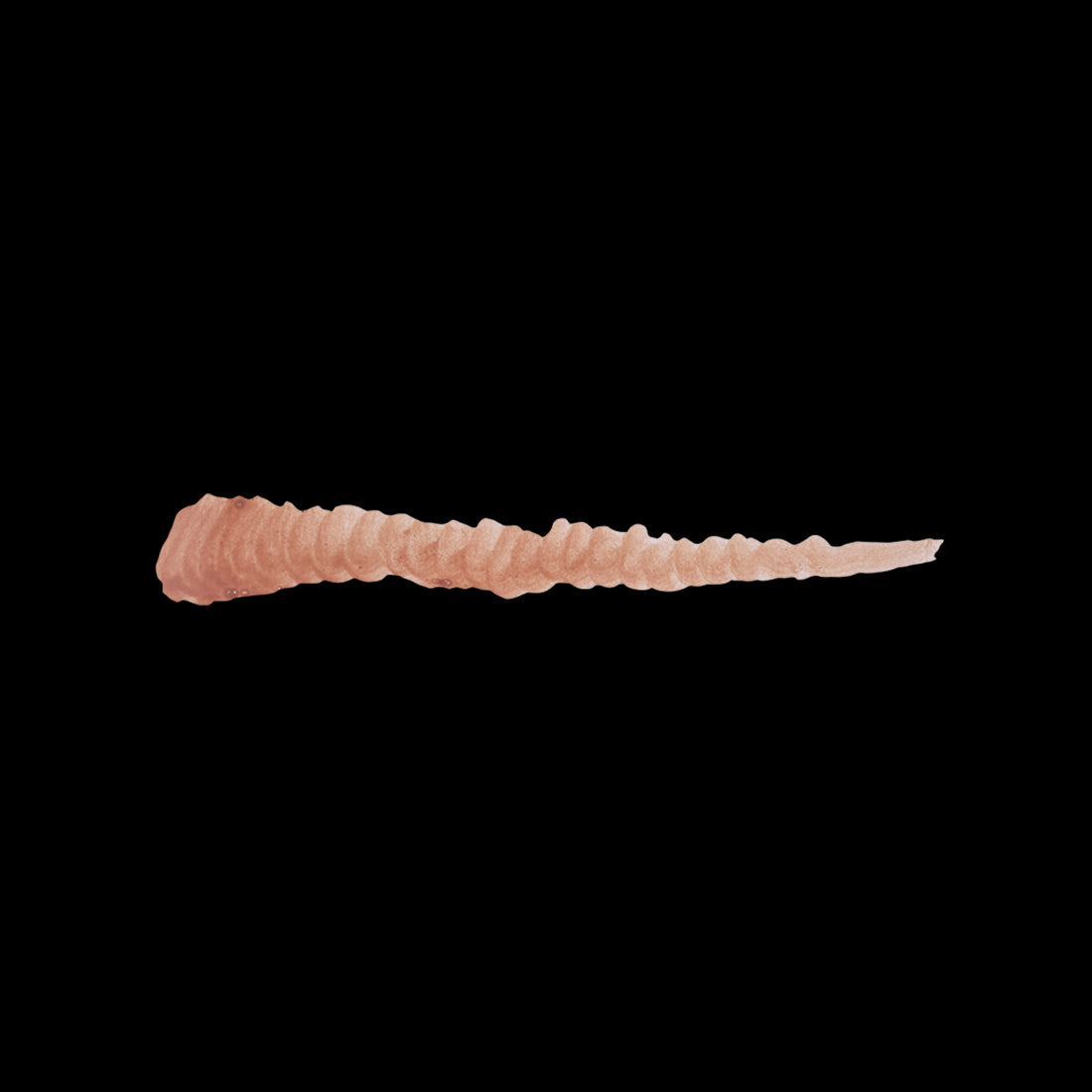 PHOENIX FEATHER