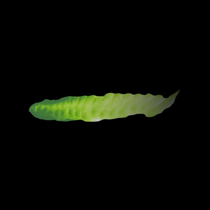 SLIMER GREEN